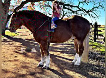 Draft Horse, Castrone, 12 Anni, 178 cm, Sauro ciliegia