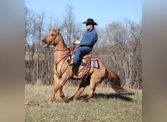 Draft Horse, Castrone, 13 Anni, 155 cm, Falbo
