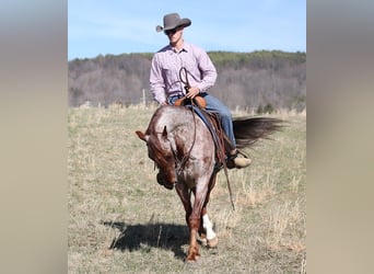 Draft Horse, Castrone, 13 Anni, 155 cm, Roano rosso