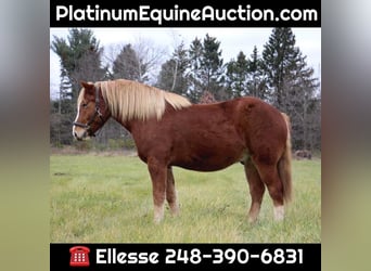 Draft Horse, Castrone, 13 Anni, 157 cm, Sauro scuro