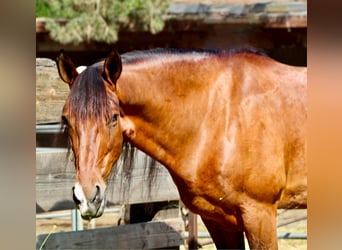 Draft Horse, Castrone, 13 Anni, 160 cm, Baio ciliegia