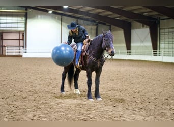 Draft Horse Mix, Castrone, 13 Anni, 163 cm, Baio ciliegia
