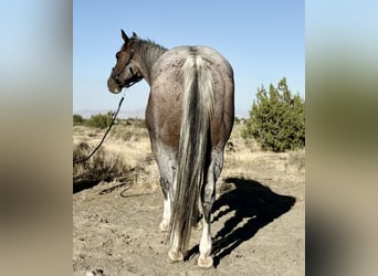 Draft Horse Mix, Castrone, 13 Anni, 163 cm, Baio roano
