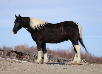 Draft Horse Mix, Castrone, 13 Anni, 163 cm, Tobiano-tutti i colori