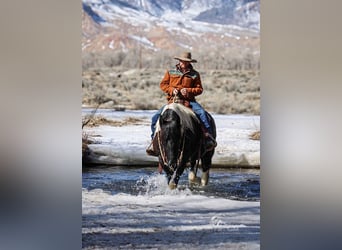 Draft Horse Mix, Castrone, 13 Anni, 163 cm, Tobiano-tutti i colori