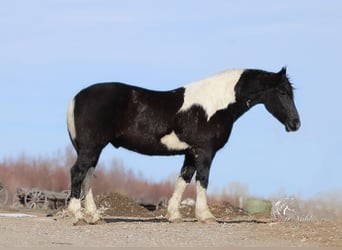 Draft Horse Mix, Castrone, 13 Anni, 163 cm, Tobiano-tutti i colori