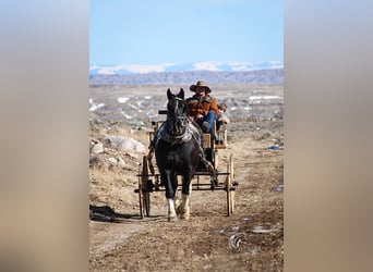 Draft Horse Mix, Castrone, 13 Anni, 163 cm, Tobiano-tutti i colori