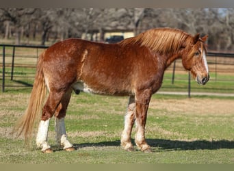 Draft Horse, Castrone, 13 Anni, 168 cm, Sauro ciliegia