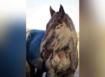 Draft Horse, Castrone, 13 Anni, 173 cm, Roano blu