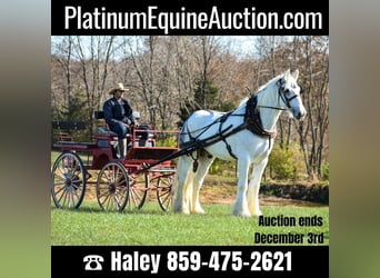 Draft Horse, Castrone, 13 Anni, 183 cm, Bianco