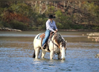Draft Horse Mix, Castrone, 13 Anni, Pezzato