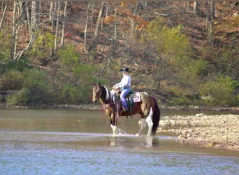 Draft Horse Mix, Castrone, 13 Anni, Pezzato
