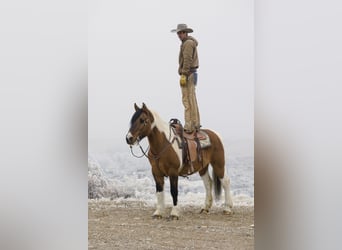 Draft Horse Mix, Castrone, 13 Anni, Pezzato