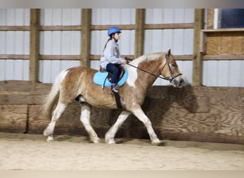 Draft Horse, Castrone, 14 Anni, 147 cm, Tobiano-tutti i colori