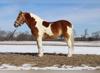 Draft Horse, Castrone, 14 Anni, 147 cm, Tobiano-tutti i colori