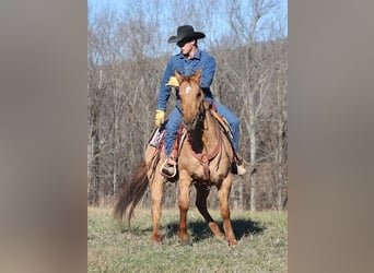 Draft Horse, Castrone, 14 Anni, 155 cm, Falbo