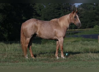 Draft Horse Mix, Castrone, 14 Anni, 157 cm, Roano rosso