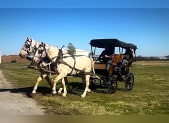 Draft Horse Mix, Castrone, 14 Anni, 163 cm, Palomino