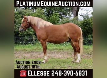 Draft Horse, Castrone, 14 Anni, 163 cm, Sauro scuro