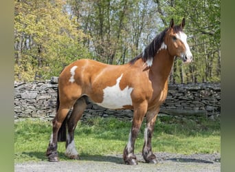 Draft Horse, Castrone, 14 Anni, 165 cm, Overo-tutti i colori