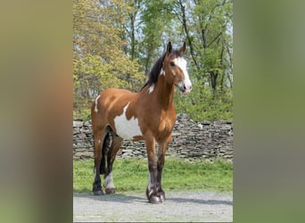 Draft Horse, Castrone, 14 Anni, 165 cm, Overo-tutti i colori