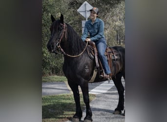 Draft Horse, Castrone, 14 Anni, 168 cm, Morello