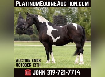 Draft Horse, Castrone, 14 Anni, 168 cm, Tobiano-tutti i colori