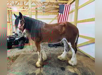 Draft Horse, Castrone, 14 Anni, 175 cm, Baio roano