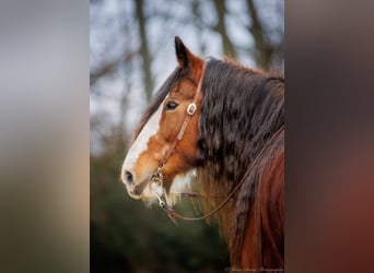 Draft Horse, Castrone, 14 Anni, 175 cm, Baio roano