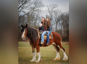Draft Horse, Castrone, 14 Anni, 175 cm, Baio roano