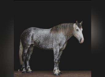 Draft Horse, Castrone, 14 Anni, 175 cm, Grigio pezzato