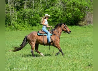 Draft Horse, Castrone, 15 Anni, 155 cm, Baio roano