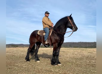 Draft Horse, Castrone, 15 Anni, 173 cm, Morello