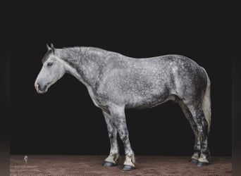 Draft Horse, Castrone, 15 Anni, 175 cm, Grigio pezzato