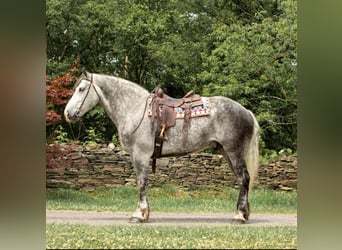 Draft Horse, Castrone, 15 Anni, 175 cm, Grigio pezzato