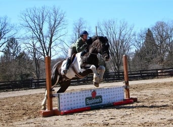 Draft Horse, Castrone, 15 Anni, Morello