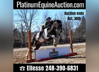 Draft Horse, Castrone, 15 Anni, Morello