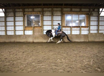 Draft Horse, Castrone, 15 Anni, Morello