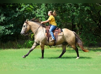 Draft Horse Mix, Castrone, 15 Anni, Pelle di daino