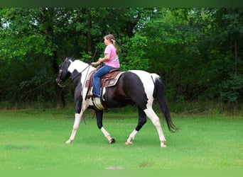 Draft Horse Mix, Castrone, 15 Anni, Pezzato