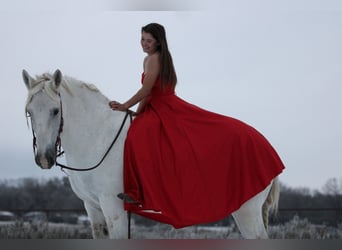 Draft Horse, Castrone, 18 Anni, 150 cm, Grigio