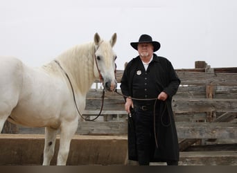 Draft Horse, Castrone, 18 Anni, 150 cm, Grigio
