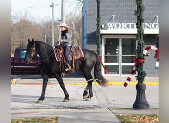 Draft Horse, Castrone, 3 Anni, 163 cm, Morello