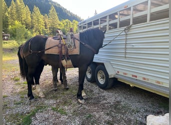 Draft Horse Mix, Castrone, 3 Anni, 163 cm, Morello