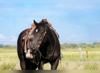 Draft Horse Mix, Castrone, 3 Anni, 163 cm, Morello