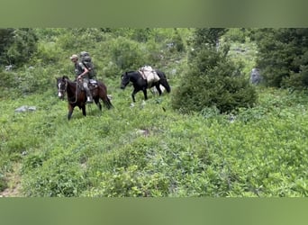 Draft Horse Mix, Castrone, 3 Anni, 163 cm, Morello