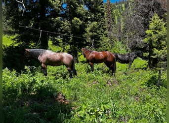 Draft Horse Mix, Castrone, 3 Anni, 163 cm, Morello