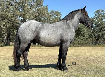 Draft Horse, Castrone, 3 Anni, 163 cm, Roano blu