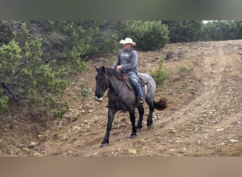 Draft Horse, Castrone, 3 Anni, 163 cm, Roano blu