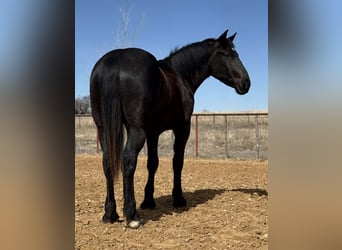 Draft Horse, Castrone, 3 Anni, 170 cm, Morello